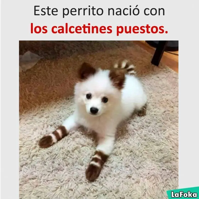 memes mexicanos