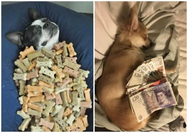 Científicos descubrieron qué sueñan los perros y resulta.