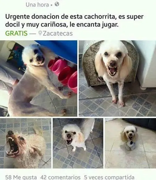 humor