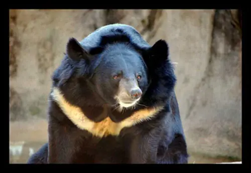 Animales