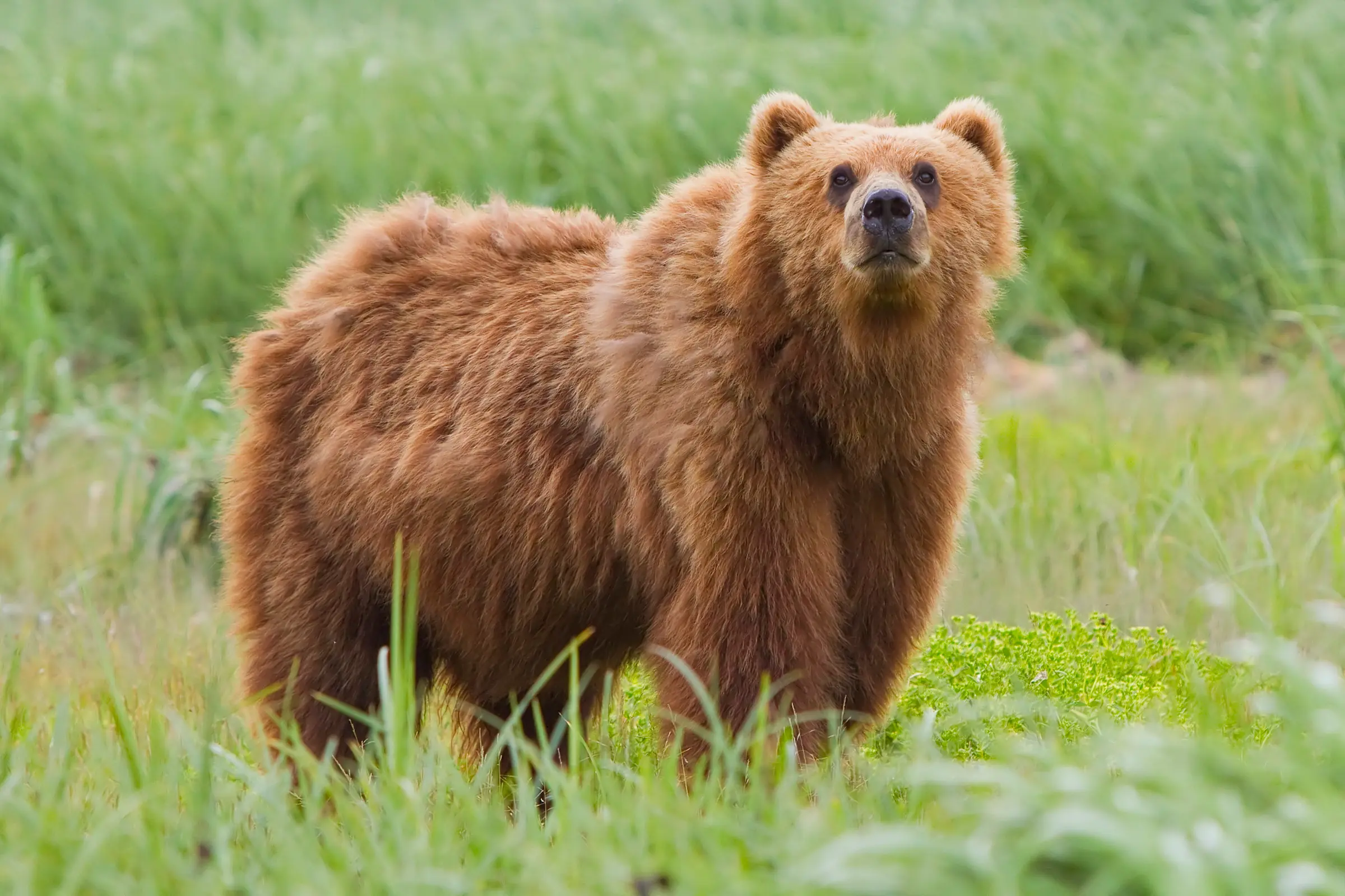 tipos de osos