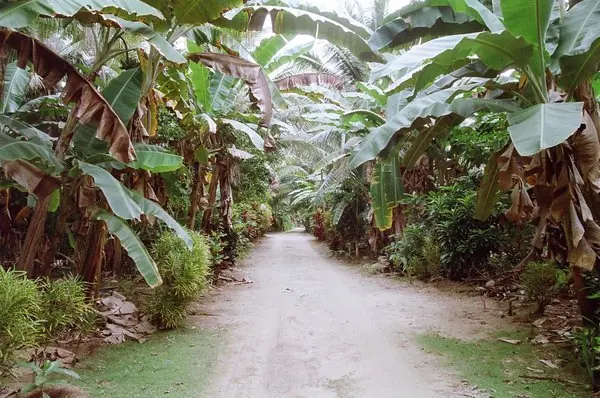 Yap: curiosa e intrigante isla