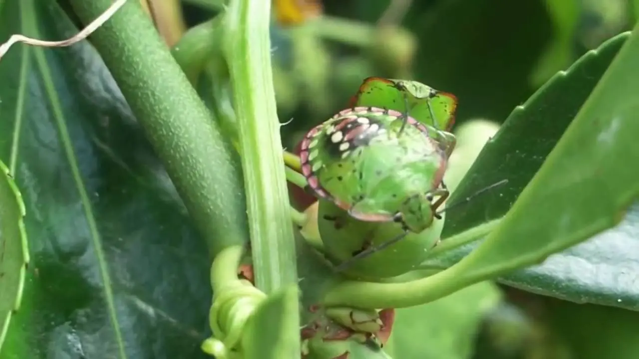 Top 10: Los Insectos mas Peligrosos del Mundo.