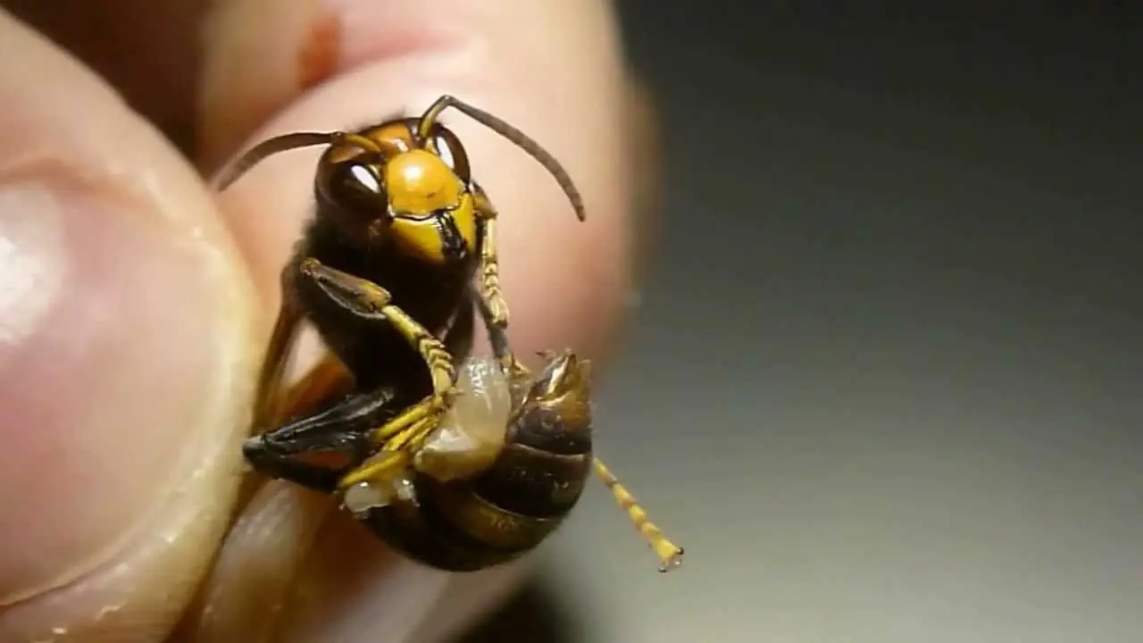 Top 10: Los Insectos mas Peligrosos del Mundo.