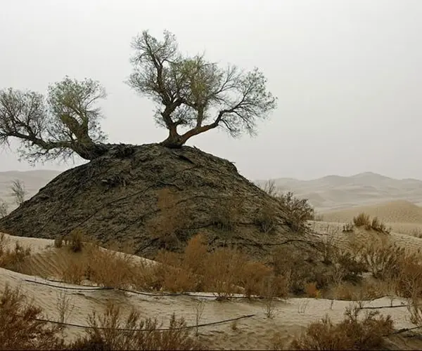 desiertos