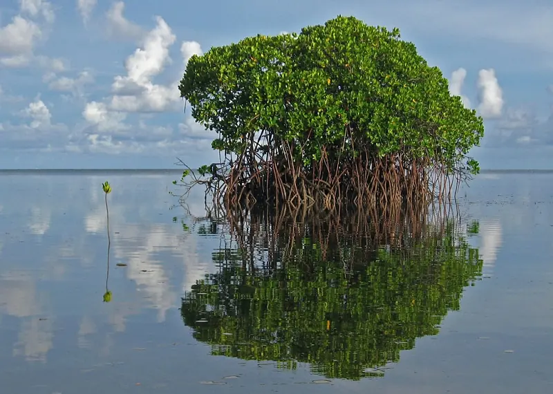 la isla mas grande