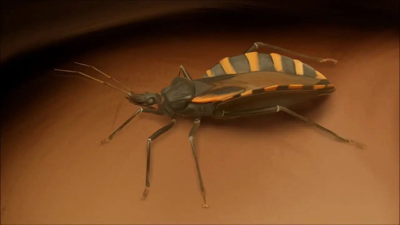 insectos