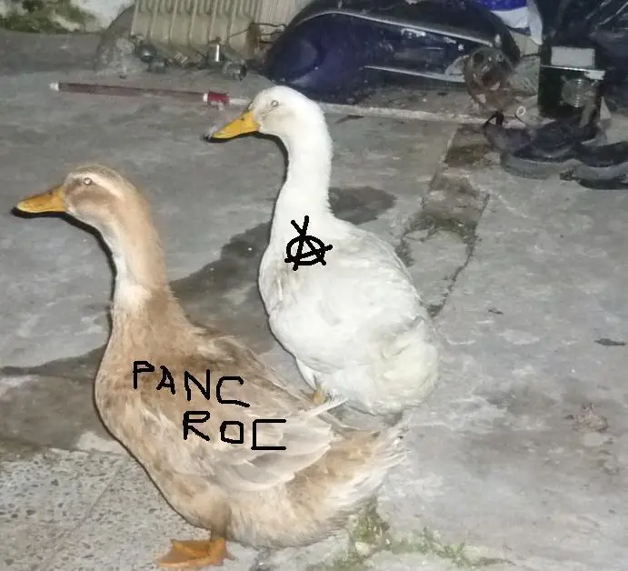 tu jermu
