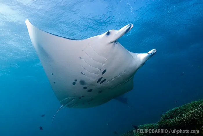 Yap: curiosa e intrigante isla