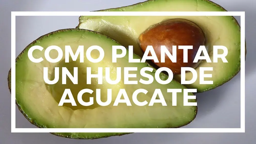 organico organico
