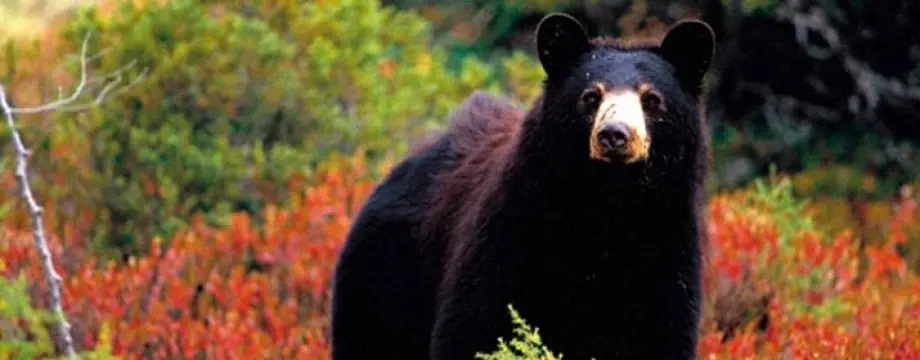 Tipos de osos que viven hoy en dia