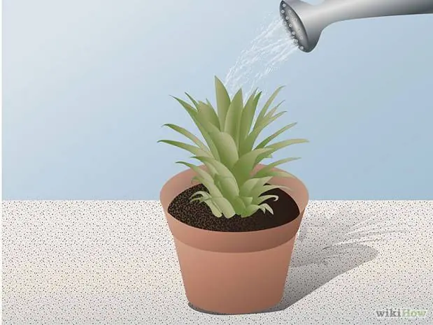 plantas plantas