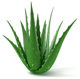 plantas plantas