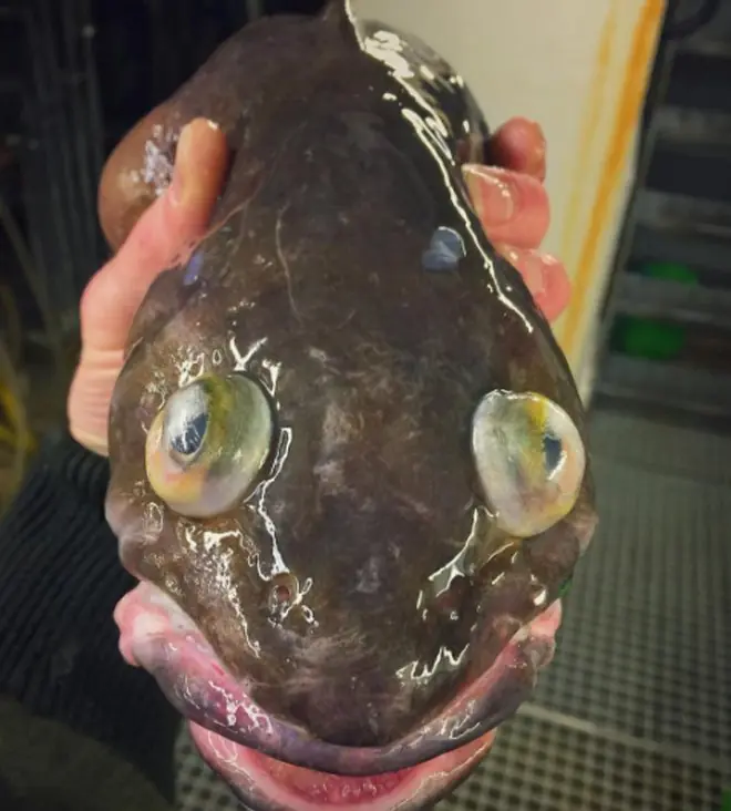10 criaturas asquerosamente abominables