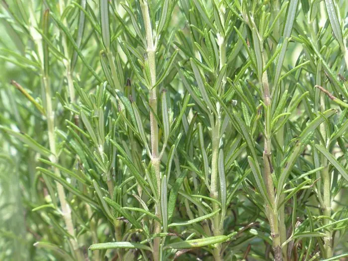 organico organico