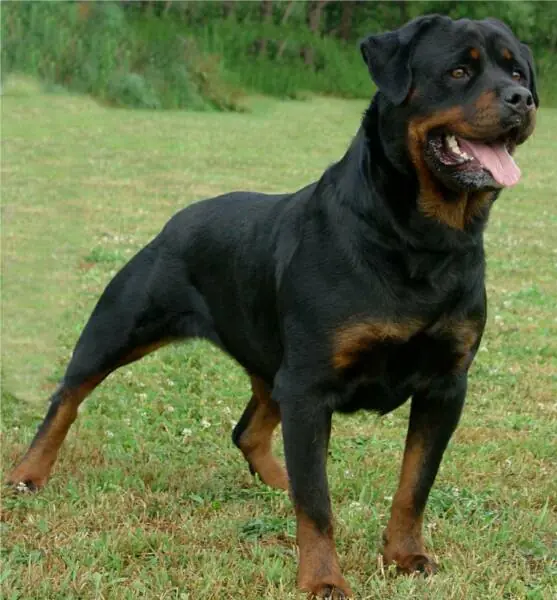 magia negra