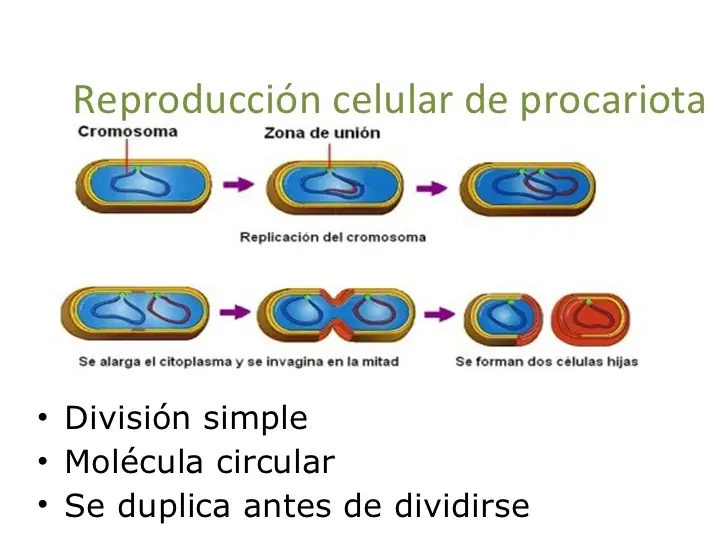 célula Procariota [Post largo]