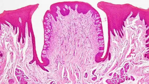 imagenes microscopicas