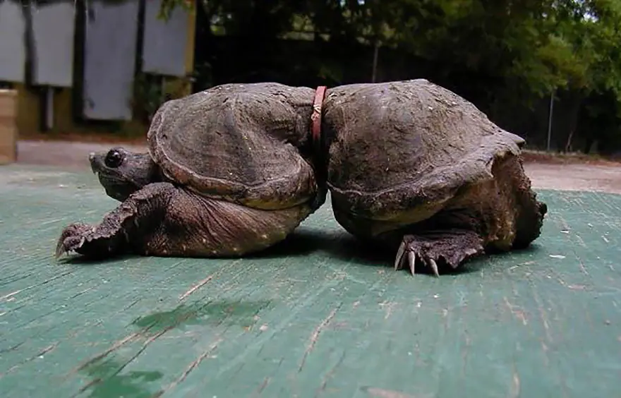 Lamentables imagenes de lo que hace la contaminacion humana