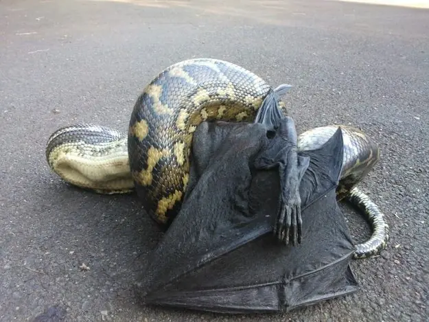 Australia