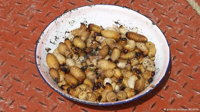 de Alimentacion