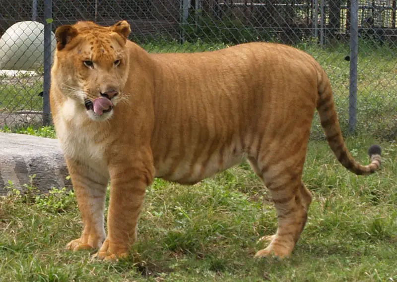 15 curiosidades sobres los leones 15 curiosidades sobres los leones