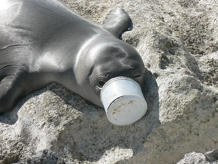 Lamentables imagenes de lo que hace la contaminacion humana Lamentables imagenes de lo que hace la contaminacion humana