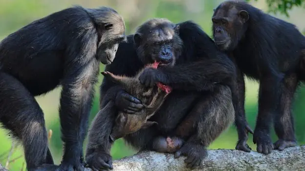 Intimidacion