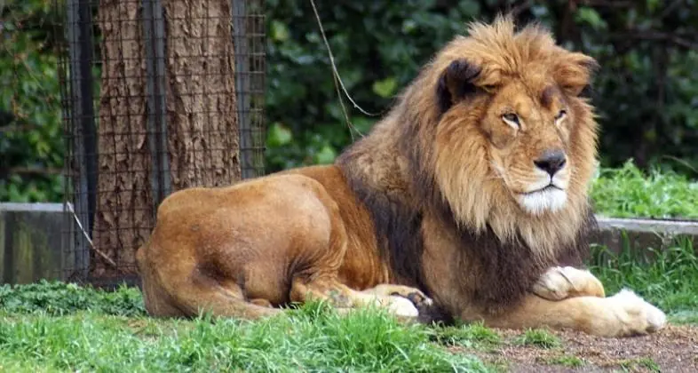 leones leones