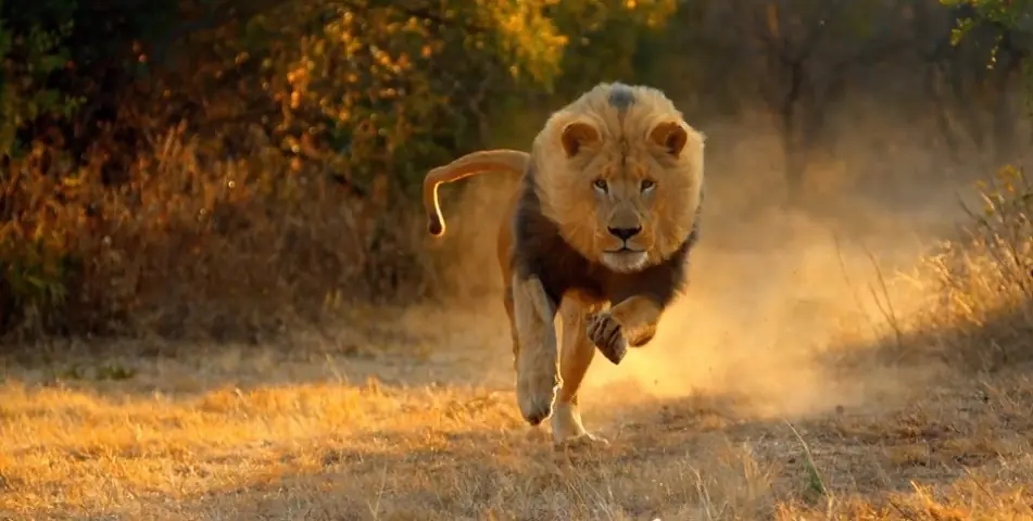 15 curiosidades sobres los leones 15 curiosidades sobres los leones