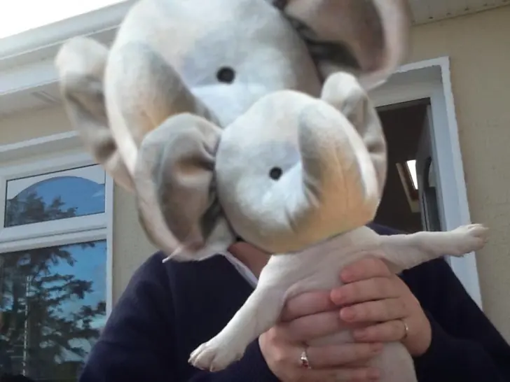 Este perrito es la nueva víctima del Photoshop