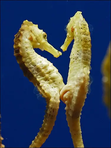 Alegria