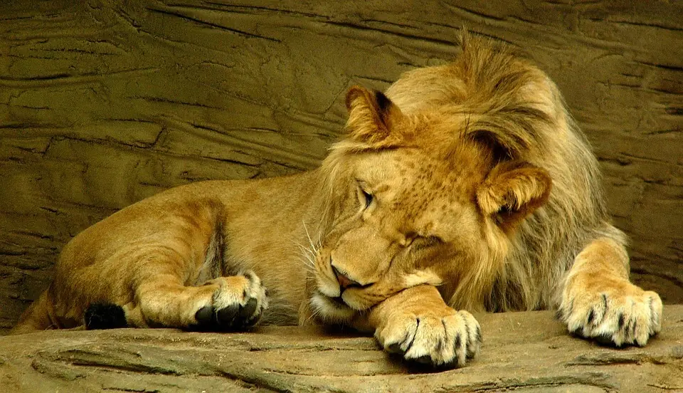 Animales Animales