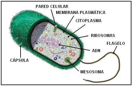 celulas