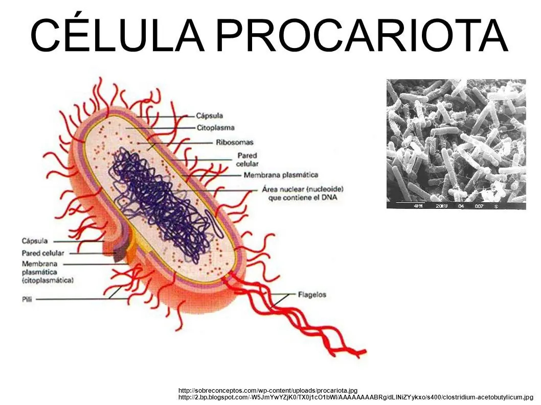celula procariota