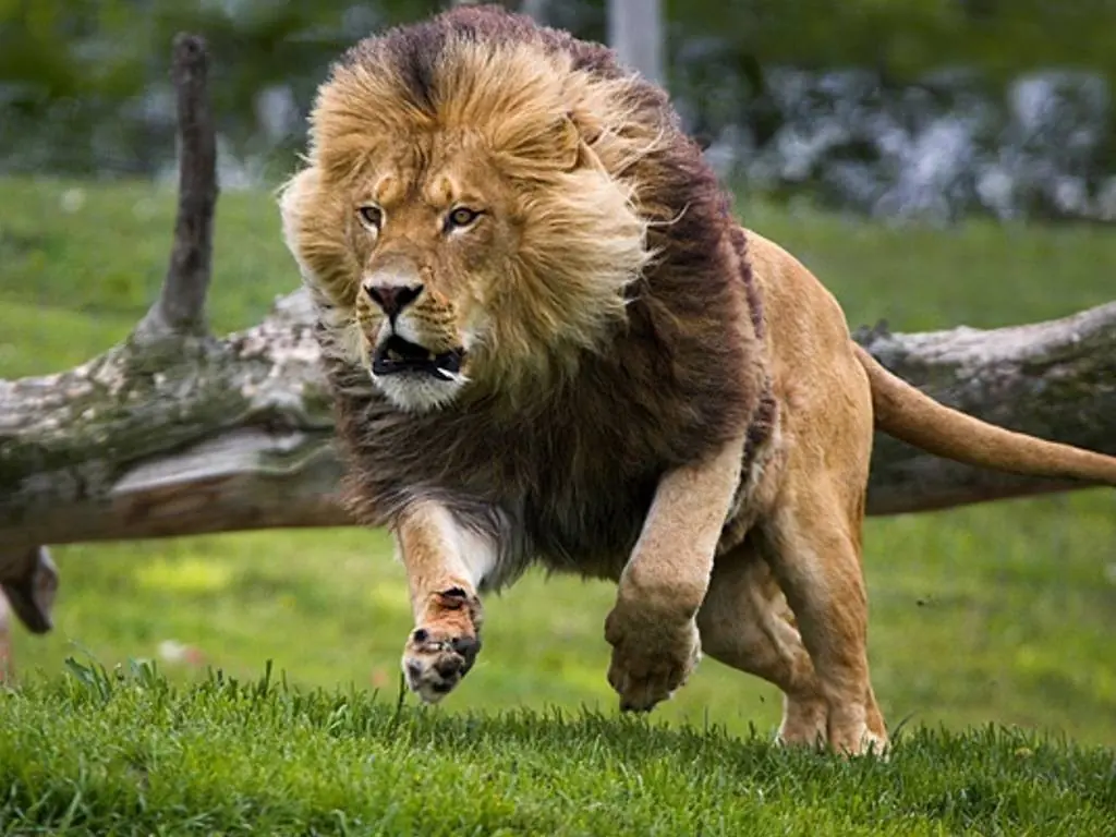 leones leones