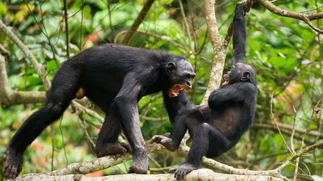 Acoso e intimidación: estrategias evolutivas exitosas