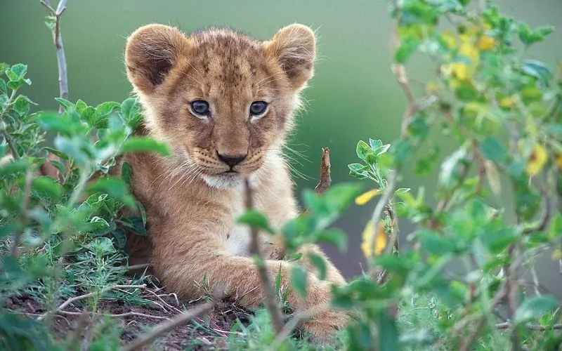Animales Animales
