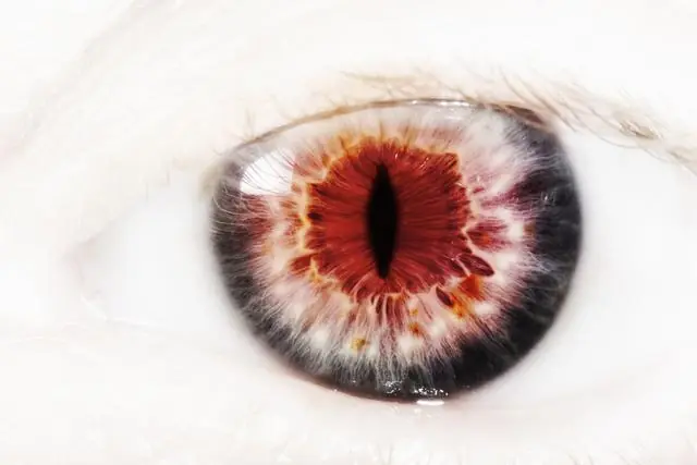 Perturbadoras criaturas de leyendas urbanas del mundo