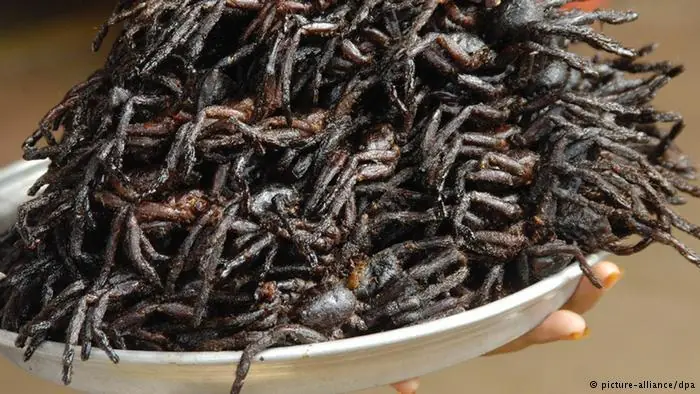 Insectos