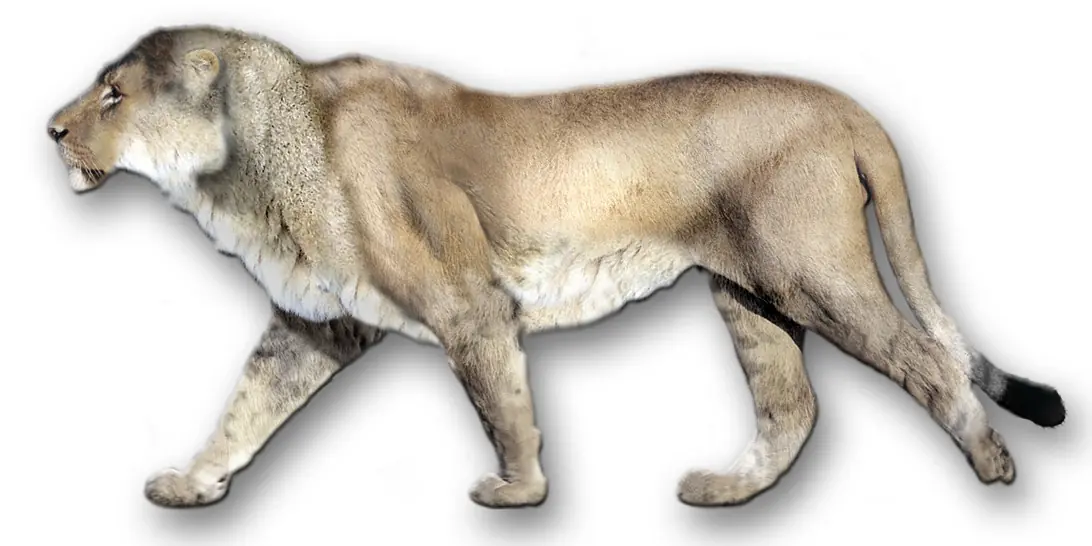leones leones