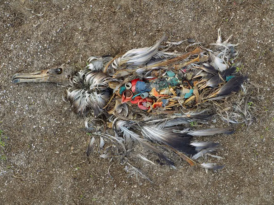 Lamentables imagenes de lo que hace la contaminacion humana Lamentables imagenes de lo que hace la contaminacion humana
