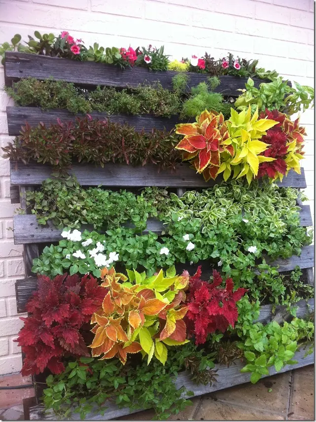 plantines