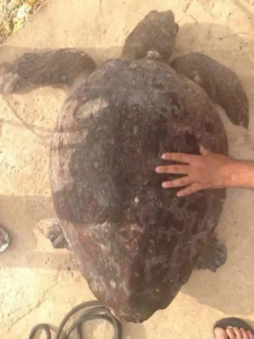 [URGENTE]Otra ves Turistas Idiota