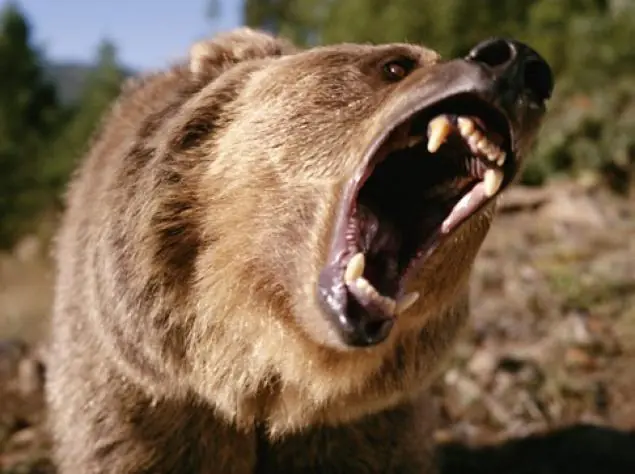 osos