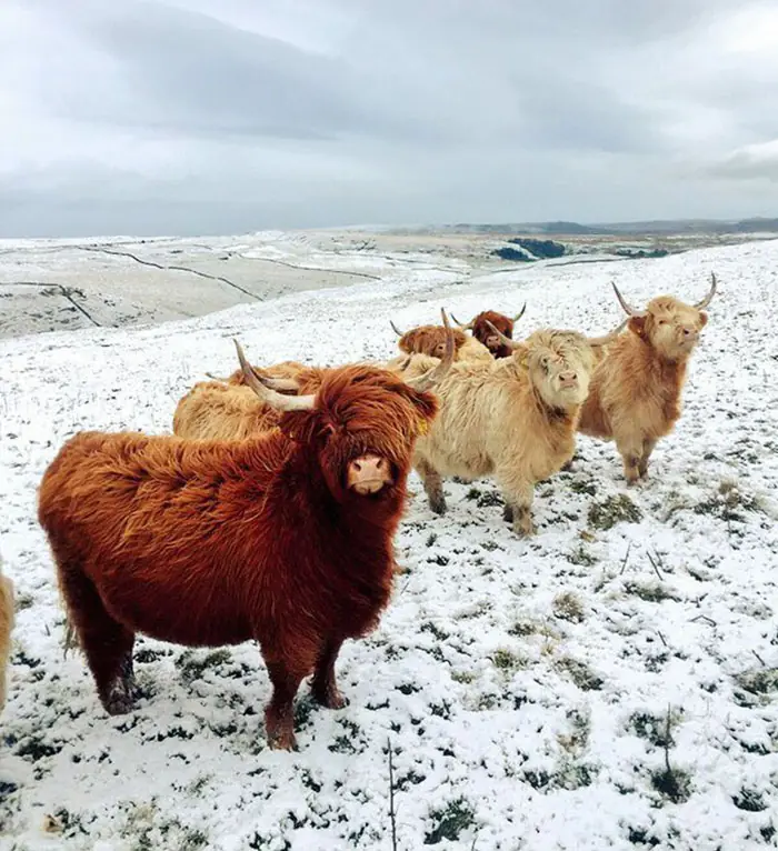 animales