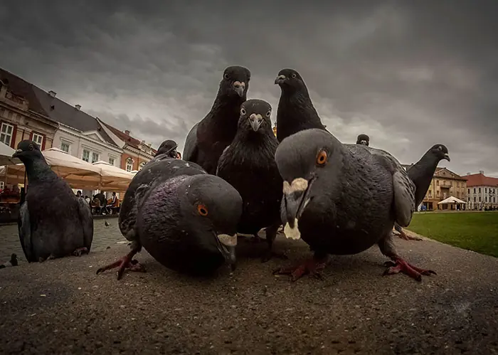 animales