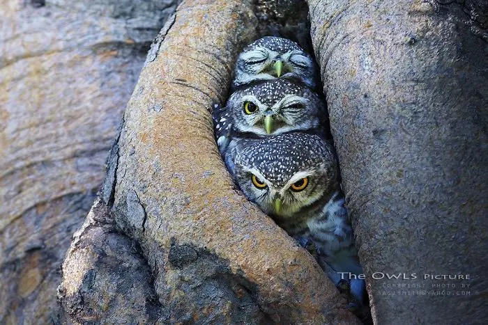 animales