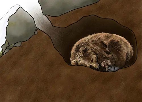 Grizzly