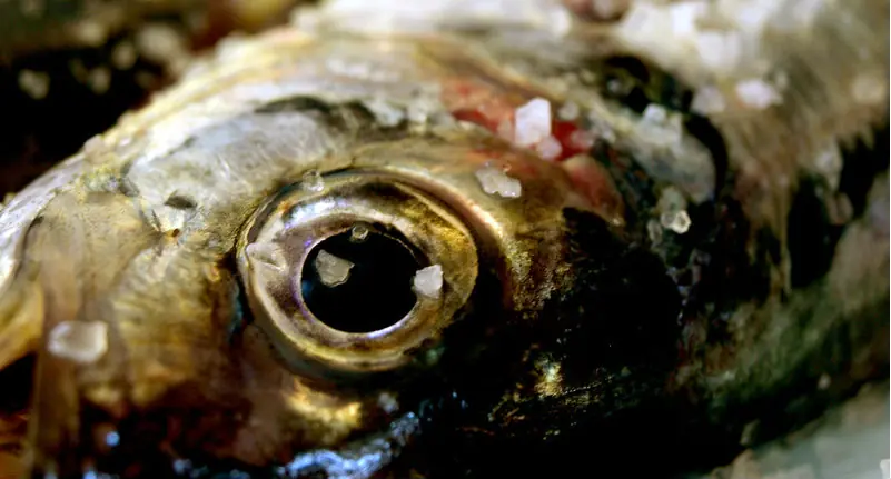 danino